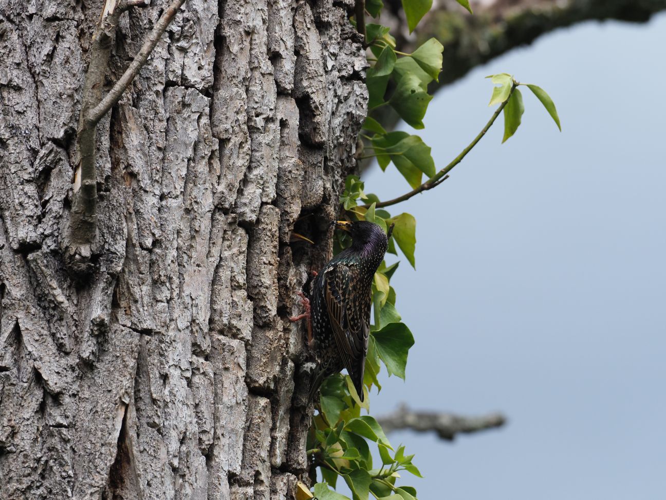 Star beim F&uuml;ttern